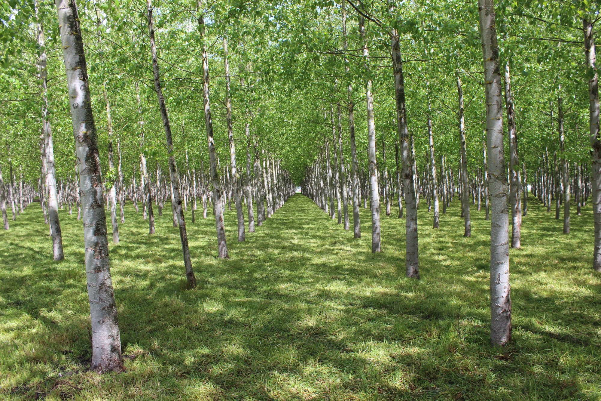 Cut Poplar Trees